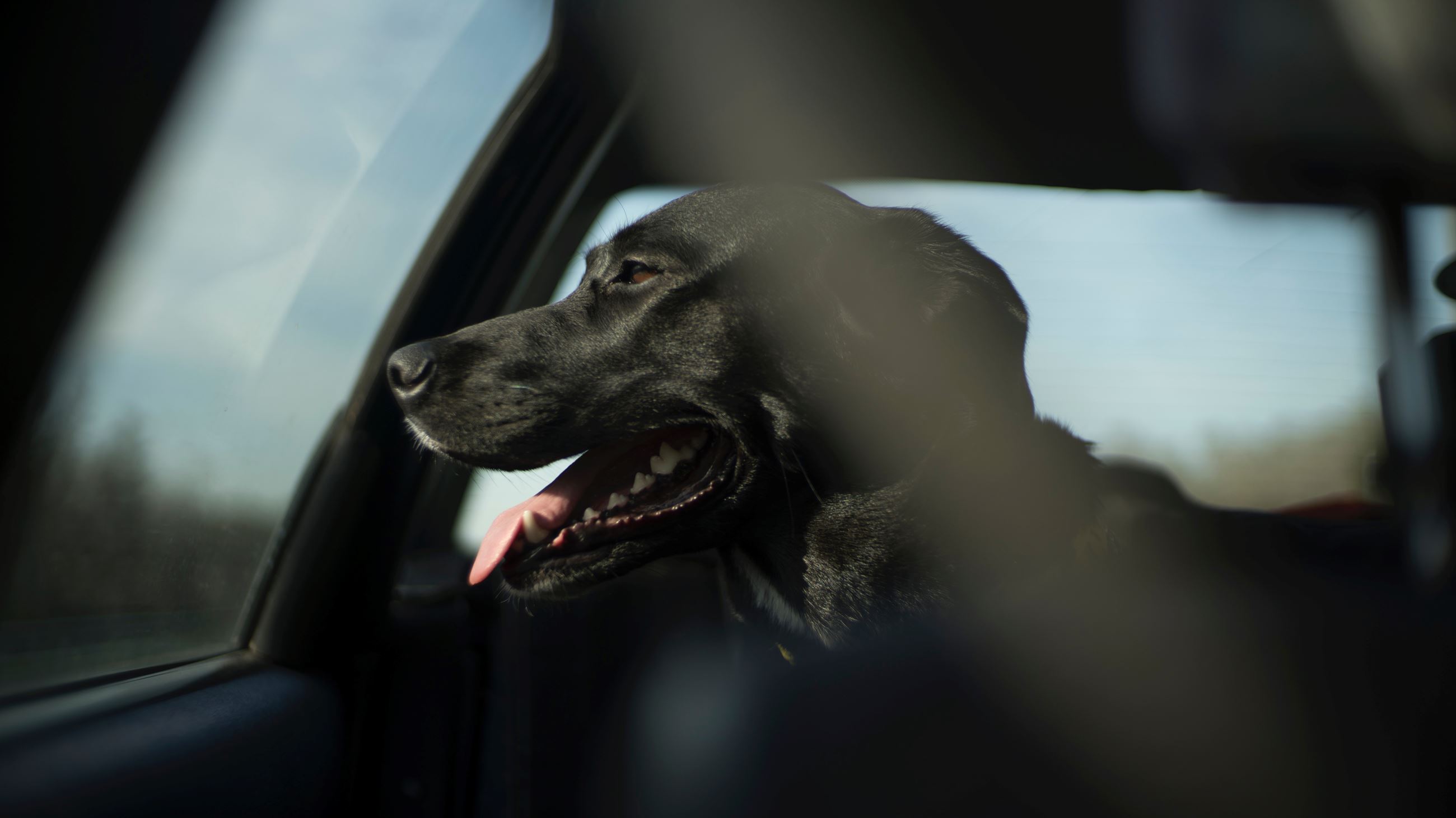 Dog inside a vehicle