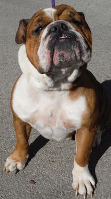 bulldog
