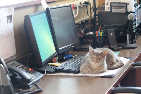 cat on a desk